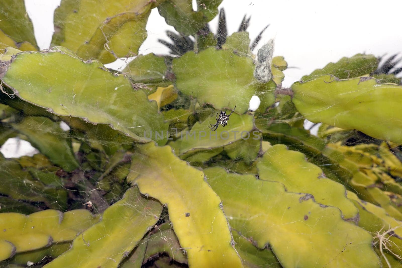 Opuntienspinne (Cyrtophora citricola) in einer Sukkulente, Gran Canaria , Spanien, San Agustin