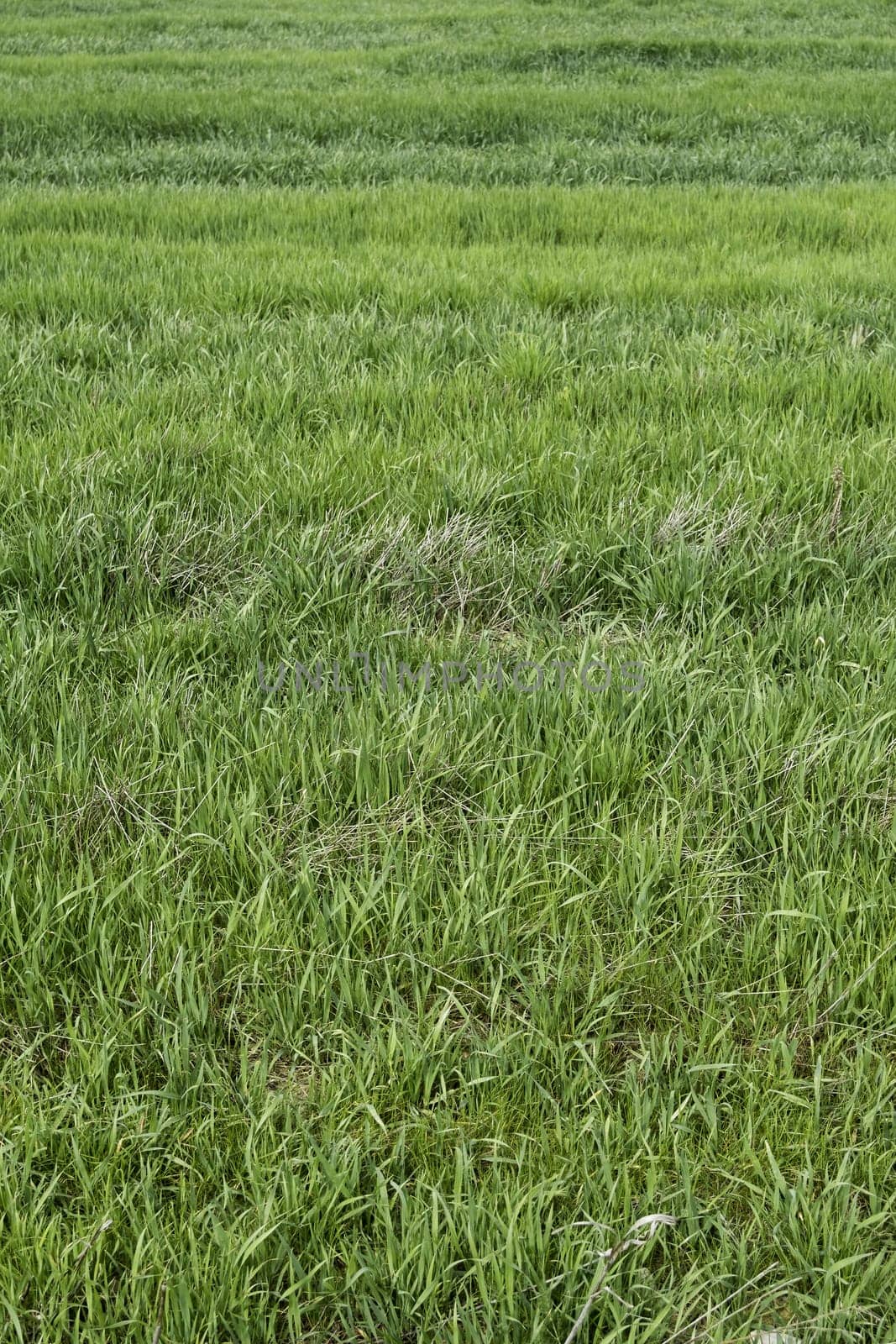 Soccer field detail, competition and rivalry, elite sport