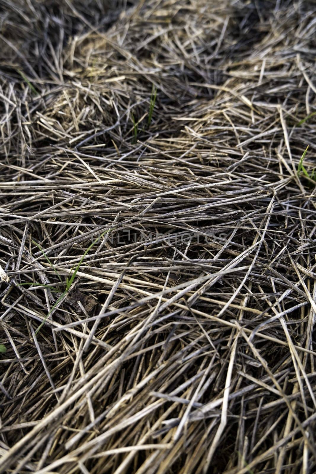 Detail of dry wheat straw in the field, food for farm animals