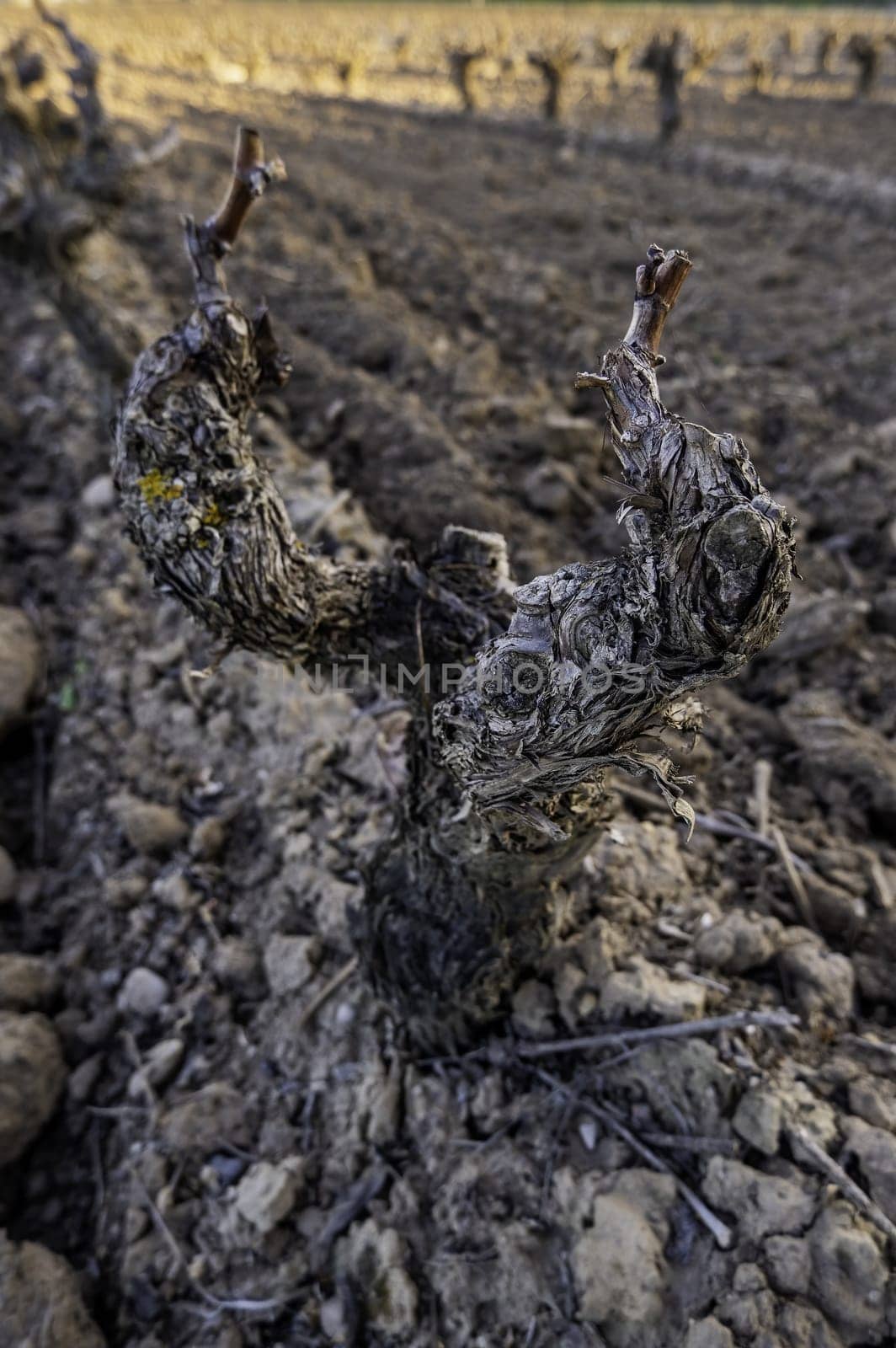 Old vineyard for the wine, fruit and alcoholic beverage industry