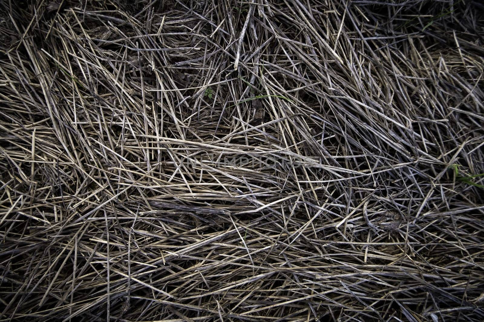Detail of dry wheat straw in the field, food for farm animals