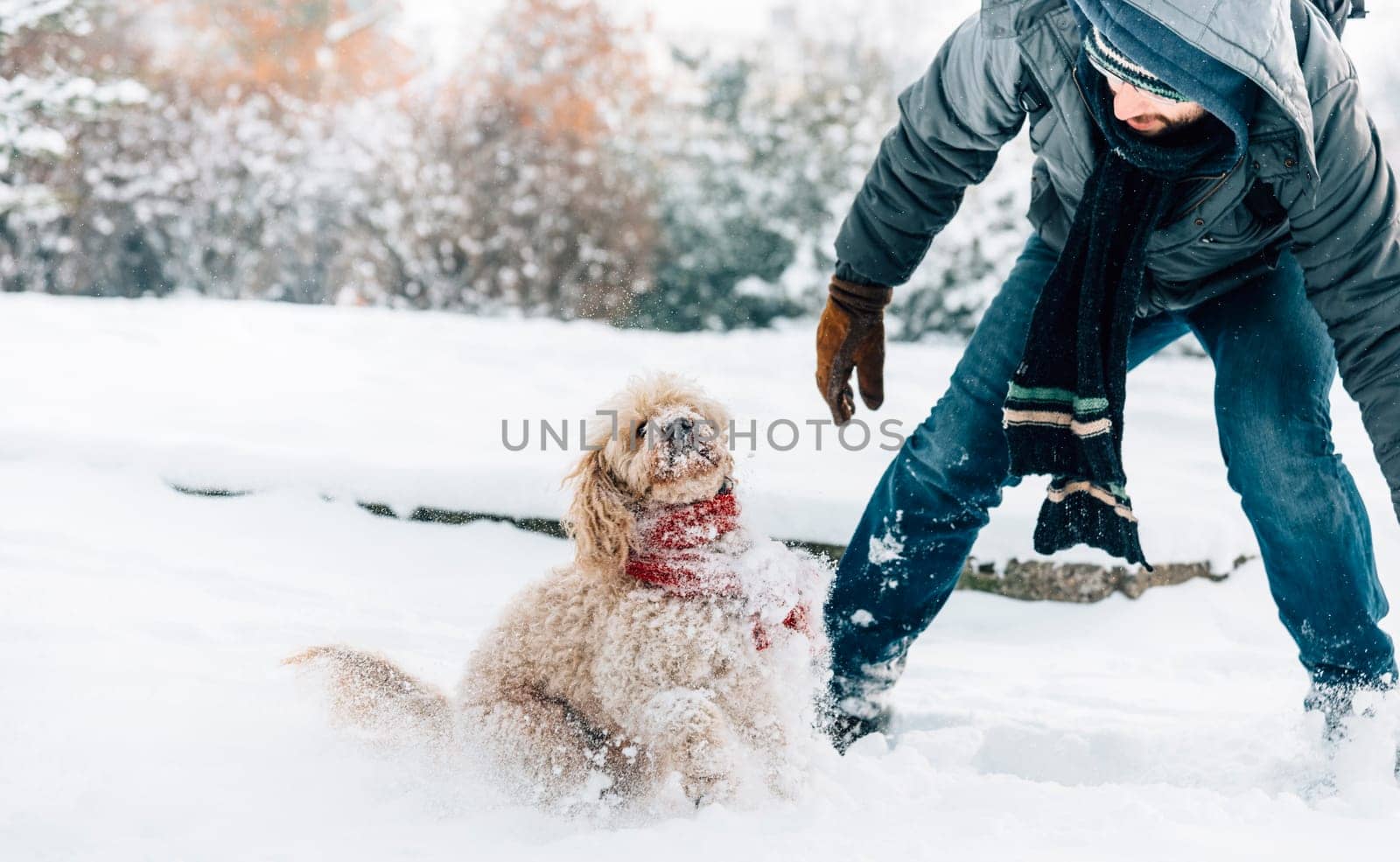 Snowball fight fun with pet and his owner in the snow. Winter holiday emotion. Cute puddle dog and man playing and running in the forest. Film filter image.