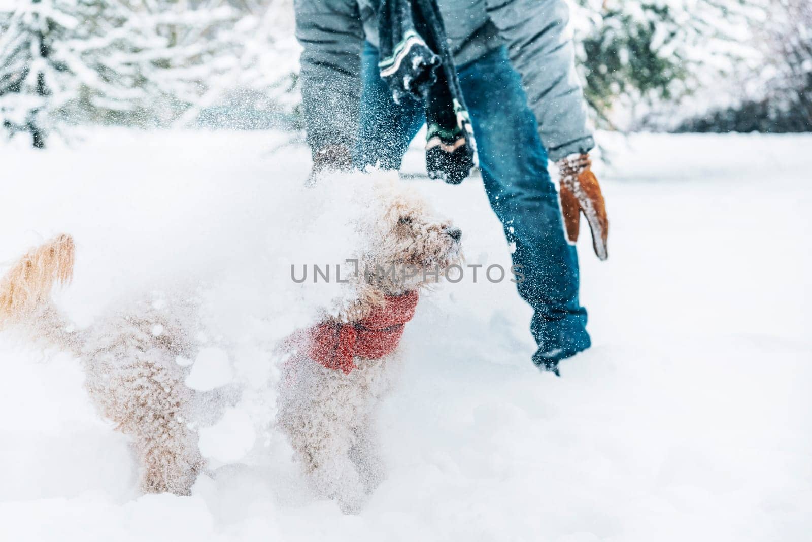 Snowball fight fun with pet and his owner in the snow. Winter holiday emotion. Cute puddle dog and man playing and running in the forest. Film filter image.