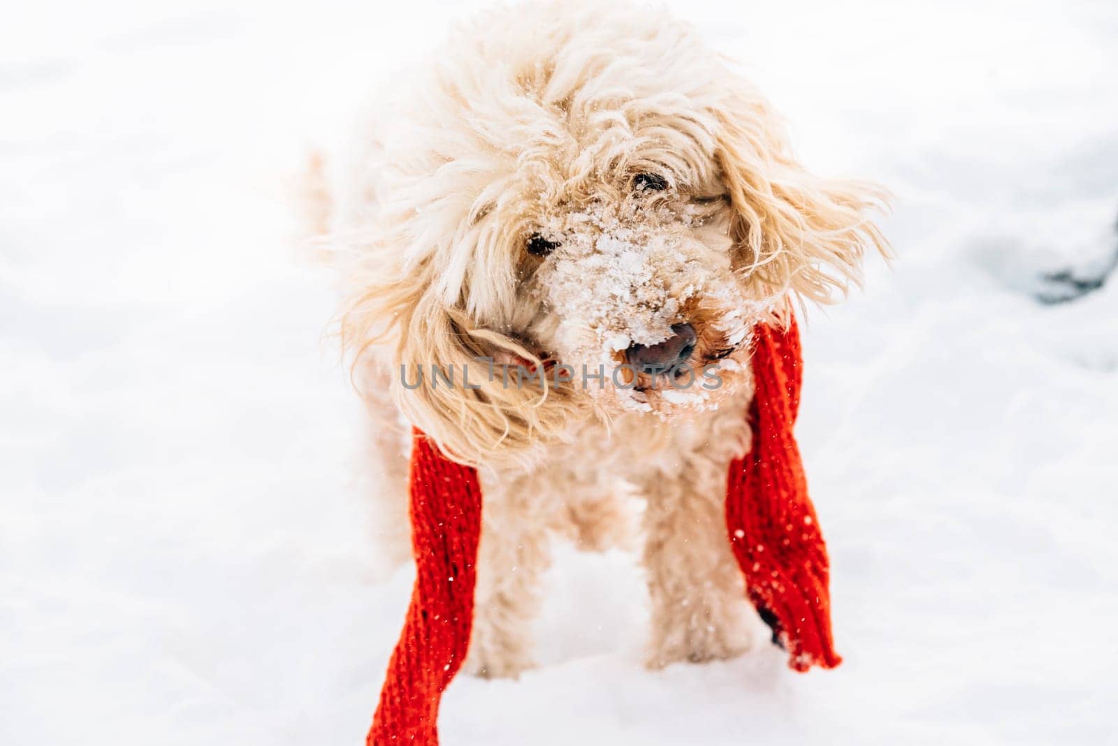 Cute and funny little dog with red scarf playing and jumping in the snow. Happy puddle having fun with snowflakes. Outdoor winter happiness.