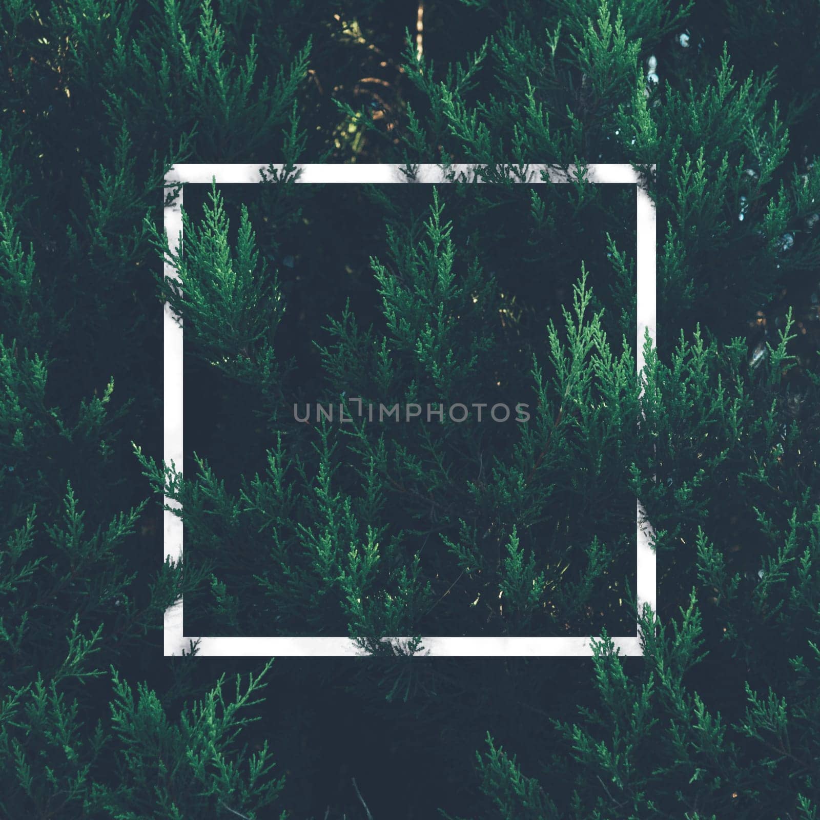 Natural green plant pattern background with white square frame post. Dark nature layout design top view. Moody photo filter.