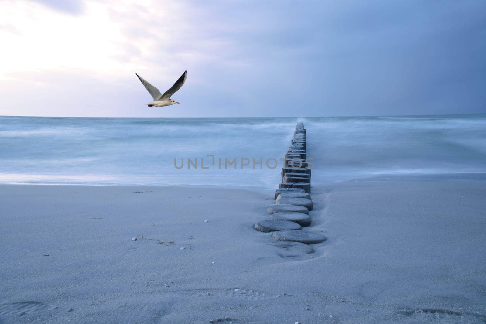 Composing at the Baltic Sea with groyne and long exposure. In the sky a seagull. Landscape shot