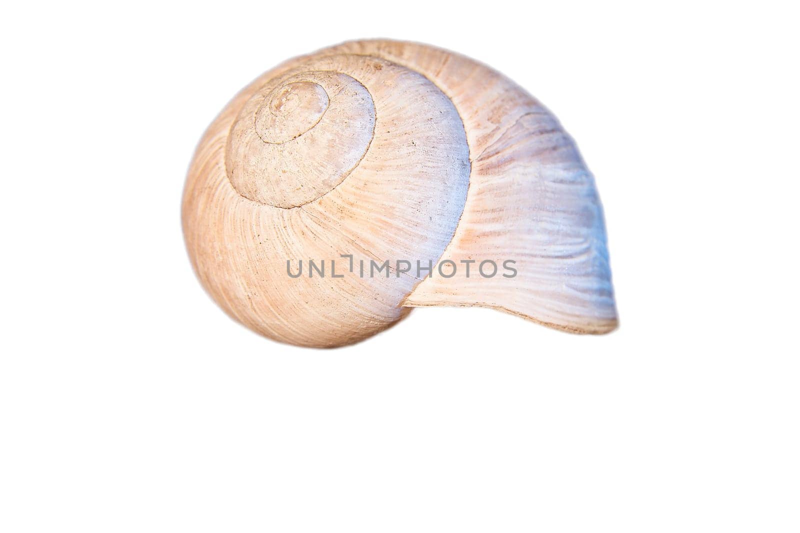 Snail shell cut out. Detailed shell of a snail. For further processing for e.g. composing.