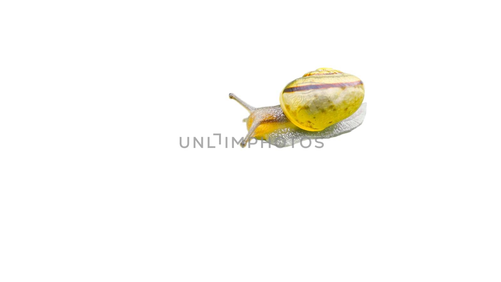 Snail with snail shell cut out. Small mollusk. Snail with house, foot and antenna. For further processing for e.g. composing.