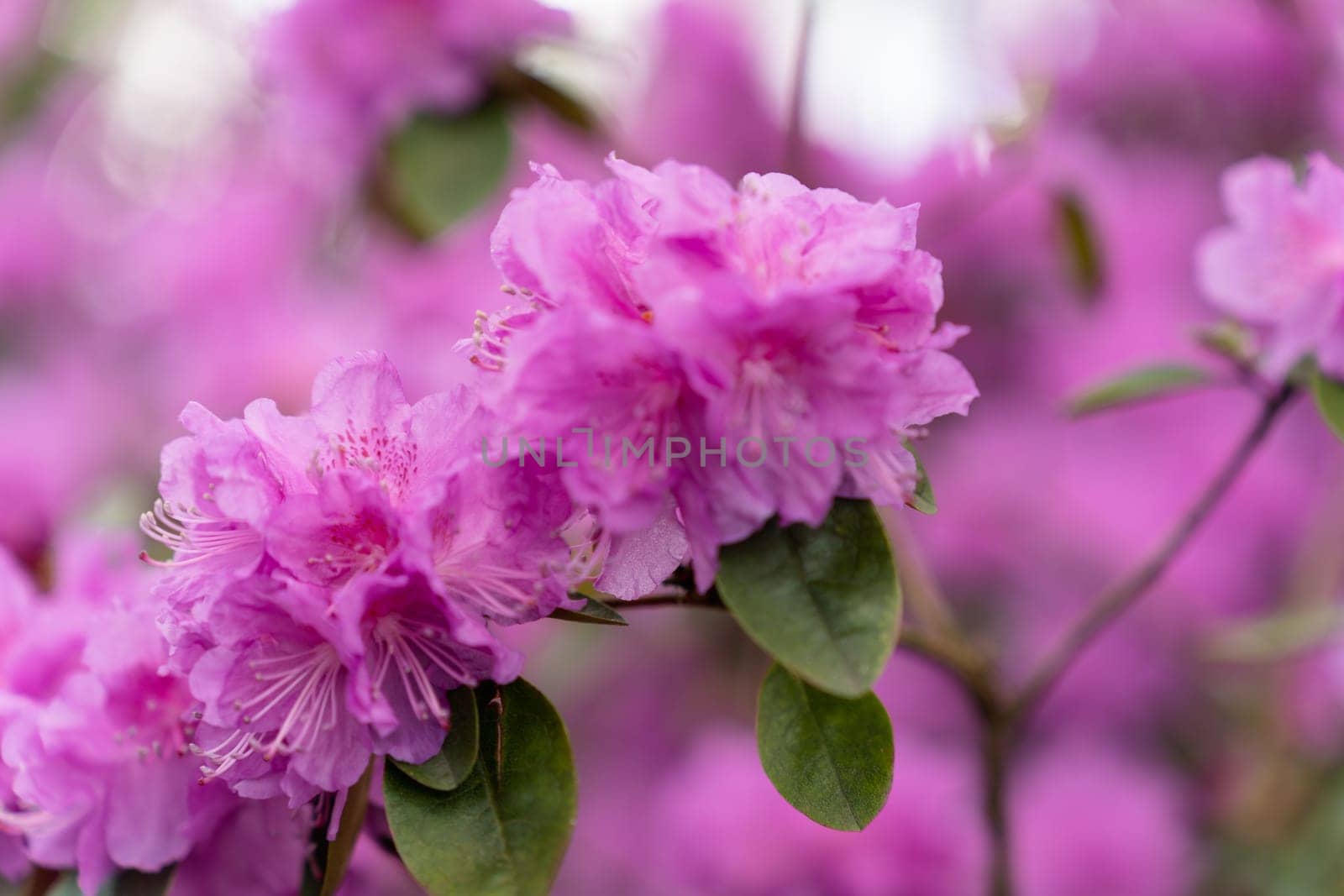 Selective focus on rhododendron 'PJ Mezitt' branch blooming with bright pink flowers.