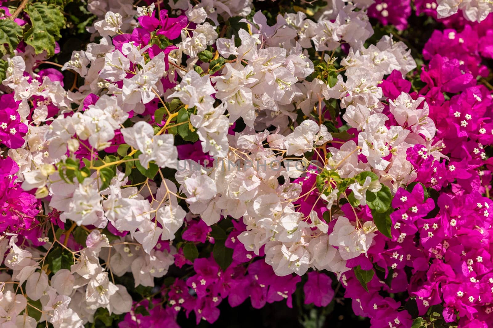 Blooming red and white bougainvillea flowers in Santorini island.