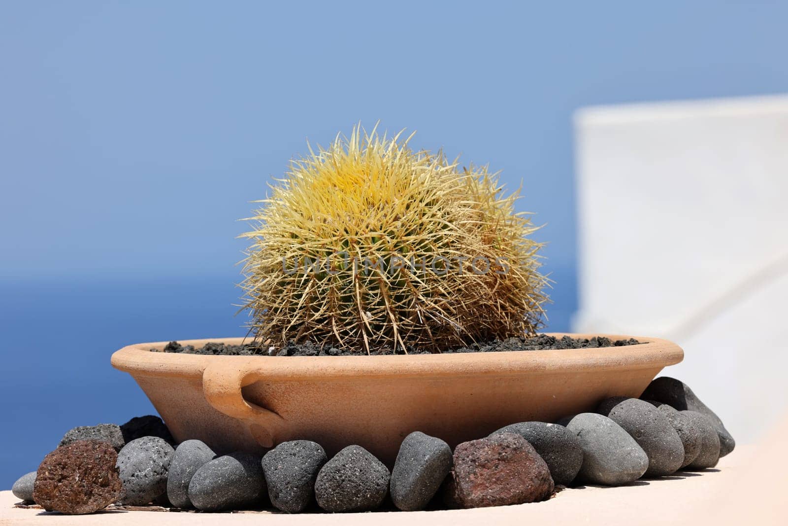 Close-up of cacti growing in a flower bed in Santorini. Caldera on background.