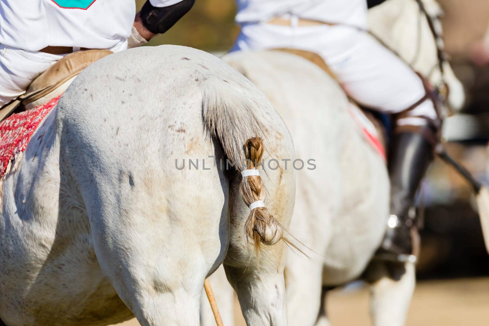 Polo equestrian riders horses ponies closeup abstract legs boots  game action