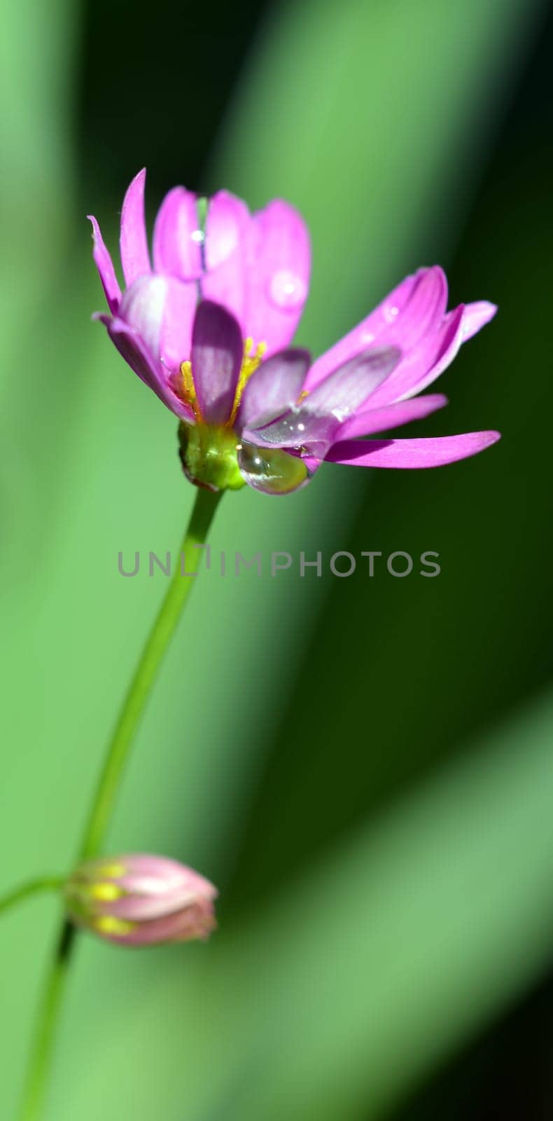 Flowering with water drops