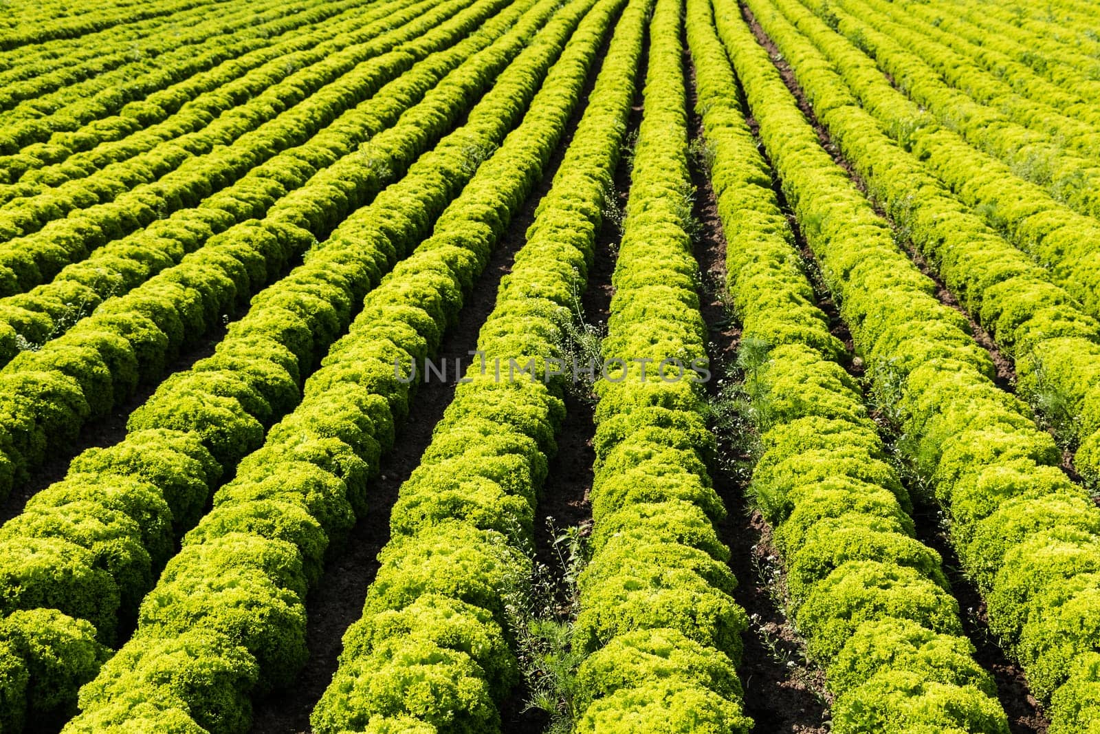 Salad field with Lollo Bianco,agricultural cultivation of leaf salad