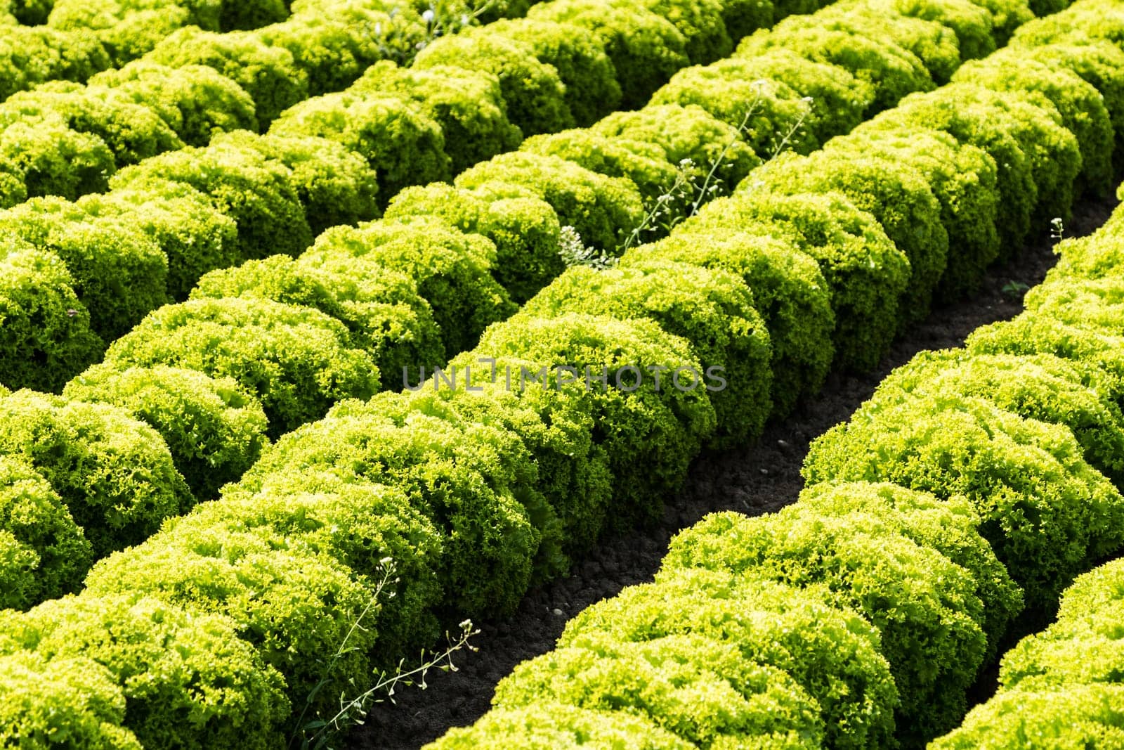 Salad field with Lollo Bianco,agricultural cultivation of leaf salad