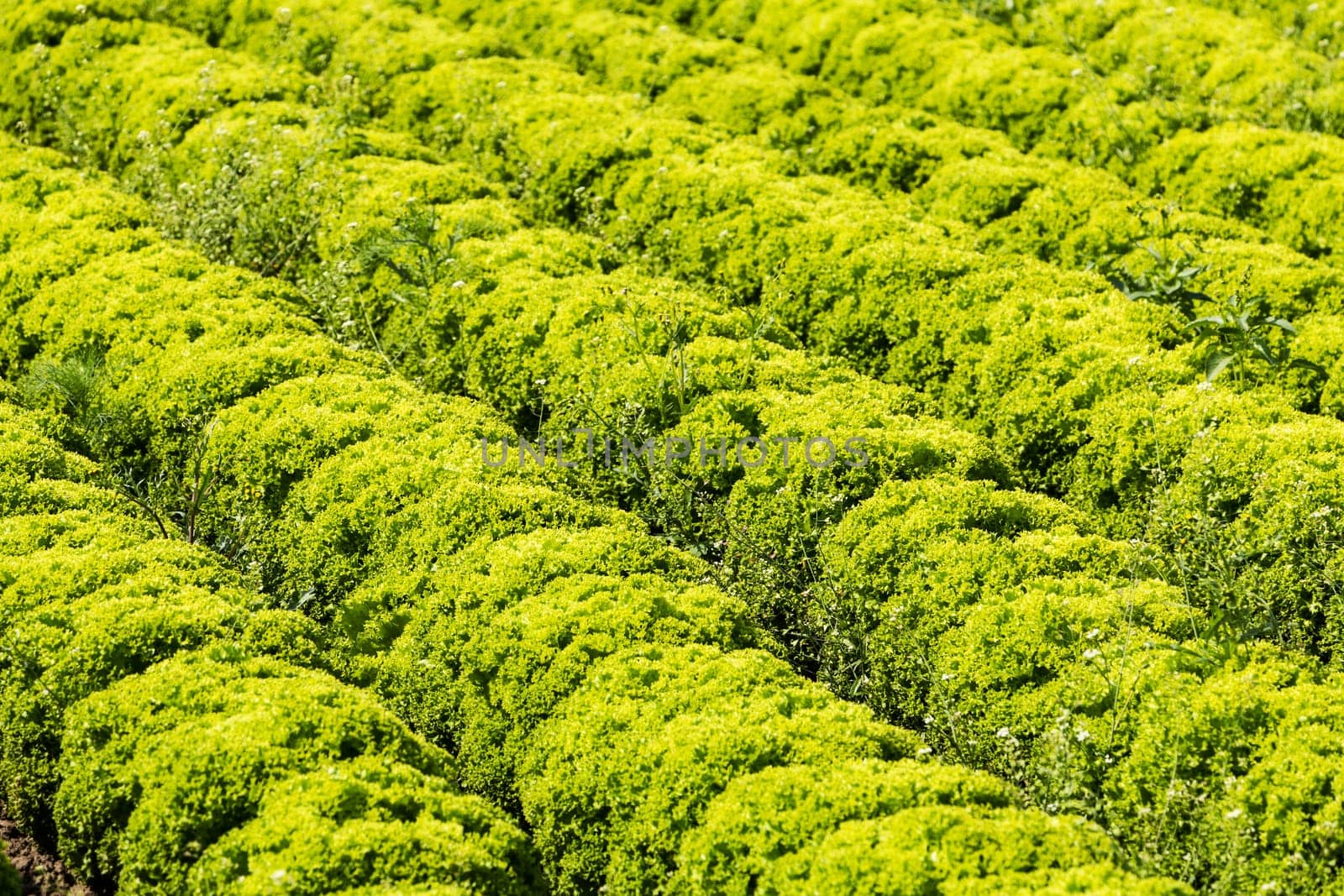 Salad field with Lollo Bianco,agricultural cultivation of leaf salad