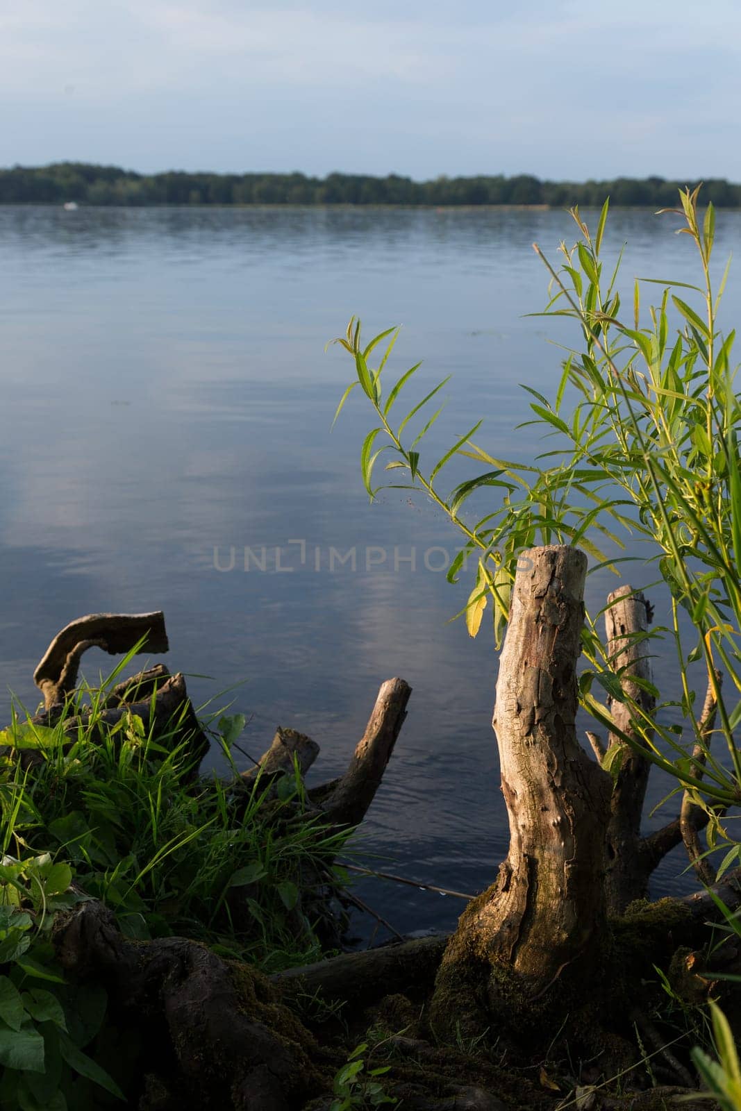 Sawn-off tree stumps on the shores of a lake