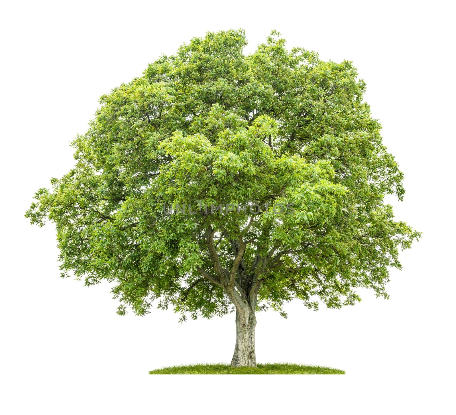 Old walnut tree