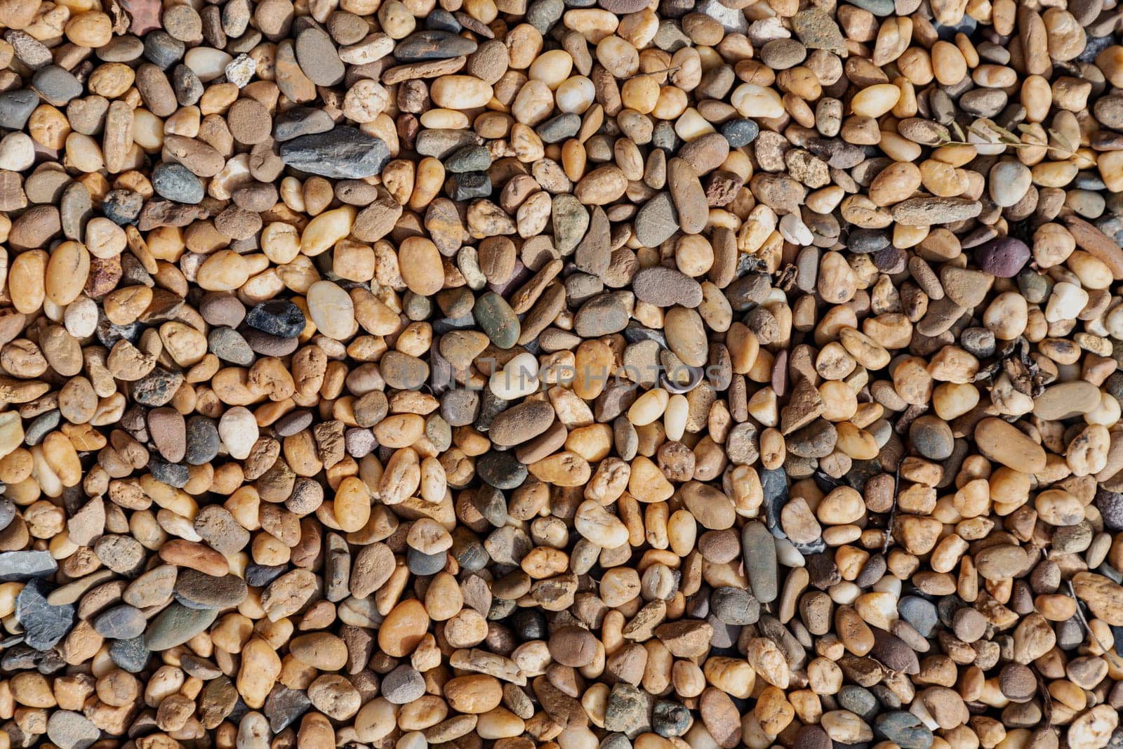 The area is sprinkled with small pebbles in yellow-brown tones for the background. There is a small piece of leaf Taken in daylight, natural light
