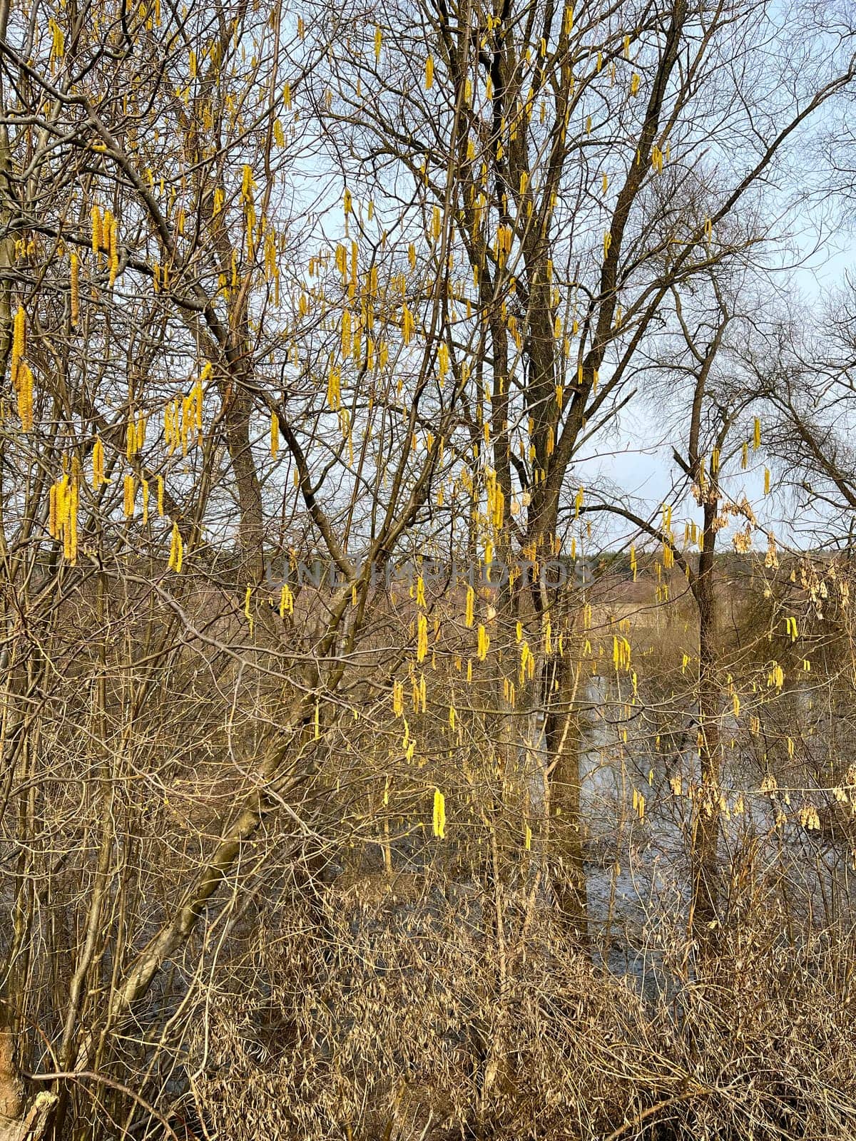 magnificent landscape flooding of the riverbed in early spring in March