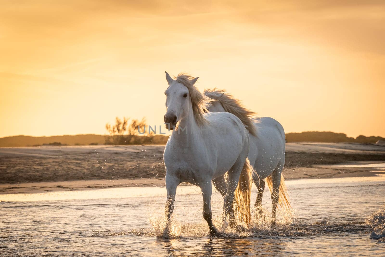 White horses are walking in the water  all over the sea in Camargue, France.