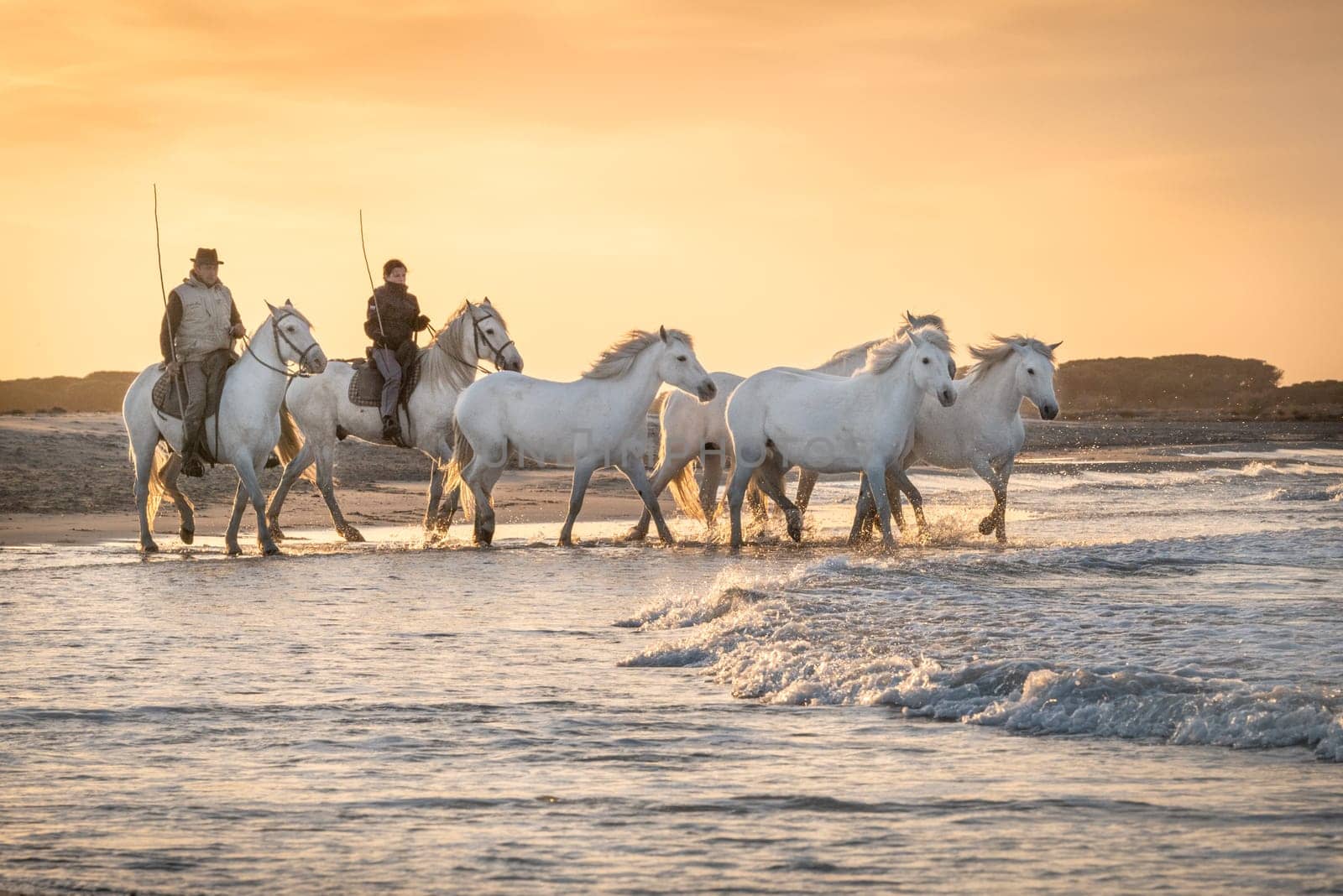 Camargue, France, April 28 2019 : White horses and two guardians are walking in the water all over in the swamp in Camargue, France..