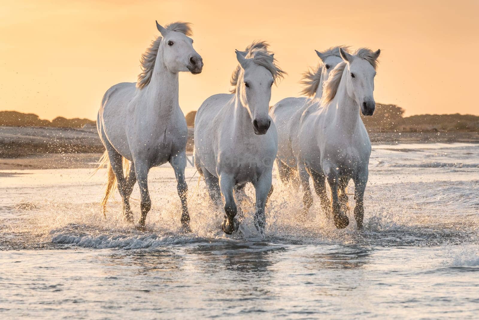 Herd of white horses running through the water. Image taken in Camargue, France.