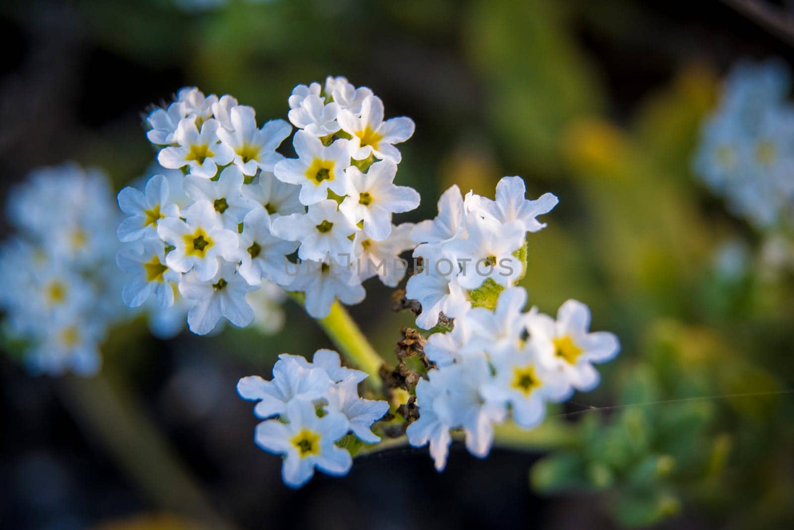 Closeup shot of Heliotropium, Cherry Pie Flower, Common Heliotrope, Garden Heliotrope 'Alba' or latin name: Heliotropium arborescens
