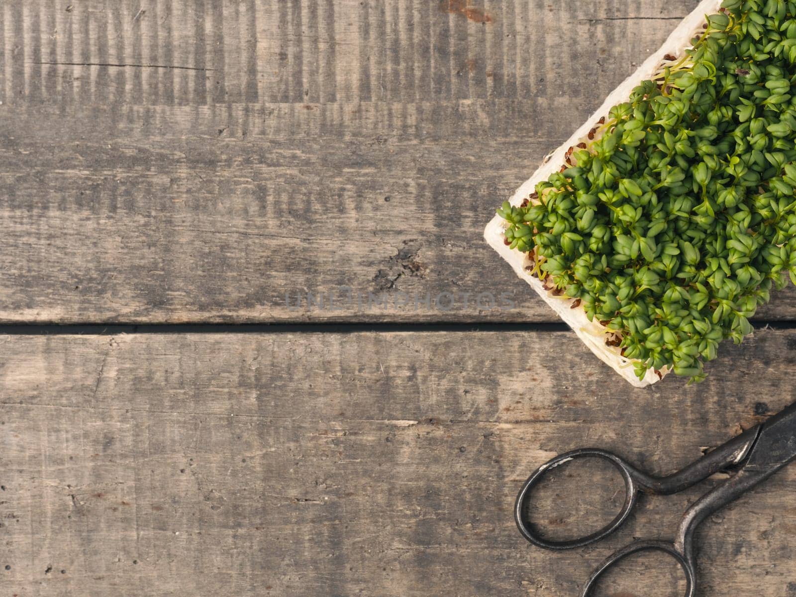 Fresh organic cress with kitchen scissors on a rustic kitchen table, healthy food, view from above, space for text