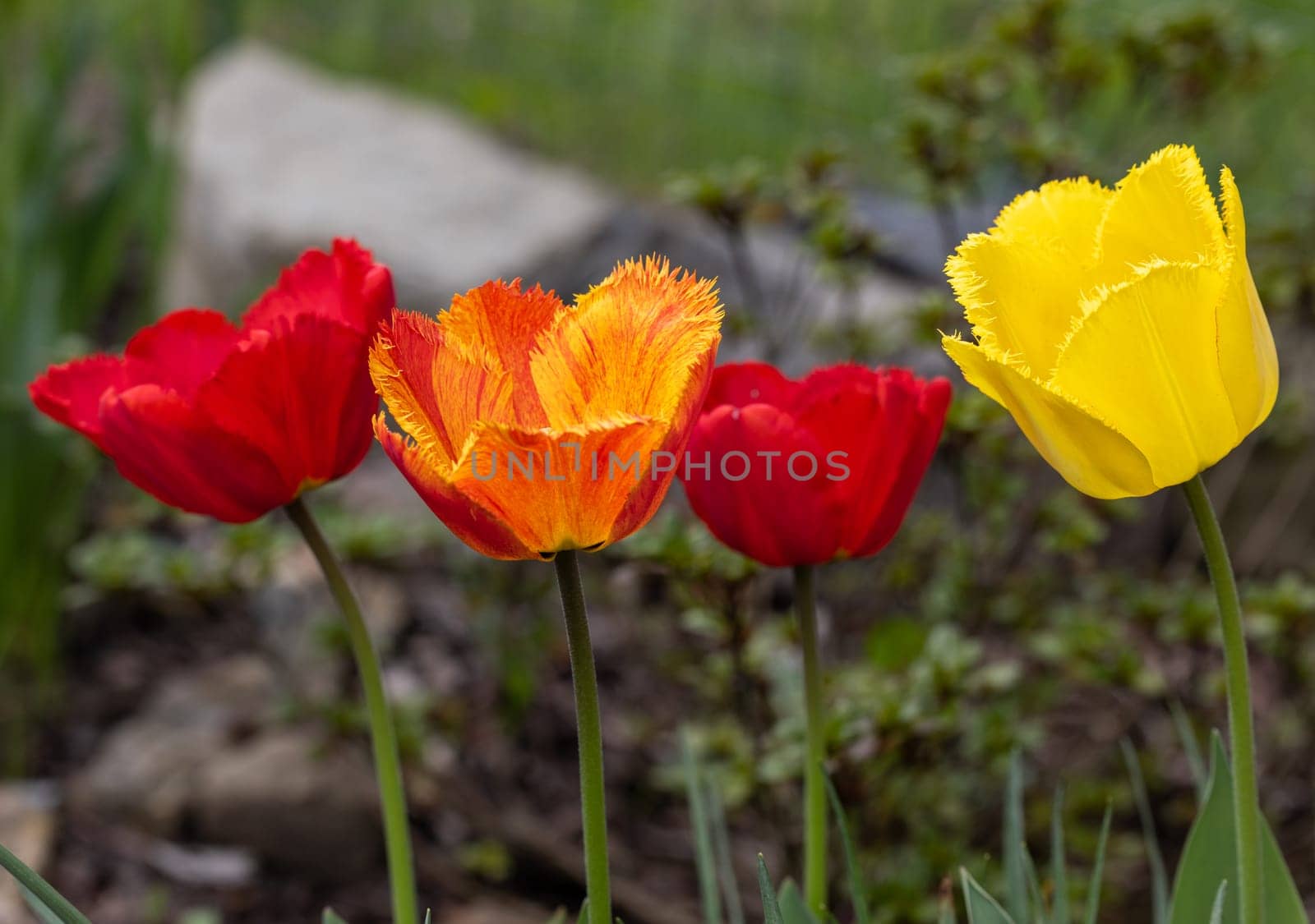 Yellow and red tulips flowers blooming in a garden
