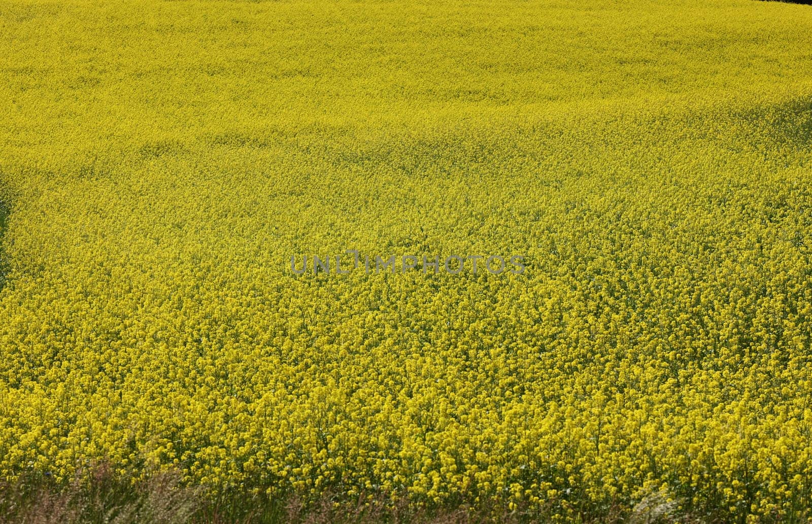 Cultivated field with blooming rape in bright yellow color