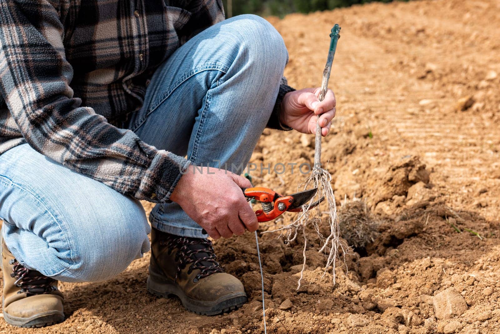 Farmer in the new vineyard prepares and plants the new vine seedlings in the ground. Agricultural industry, winery.