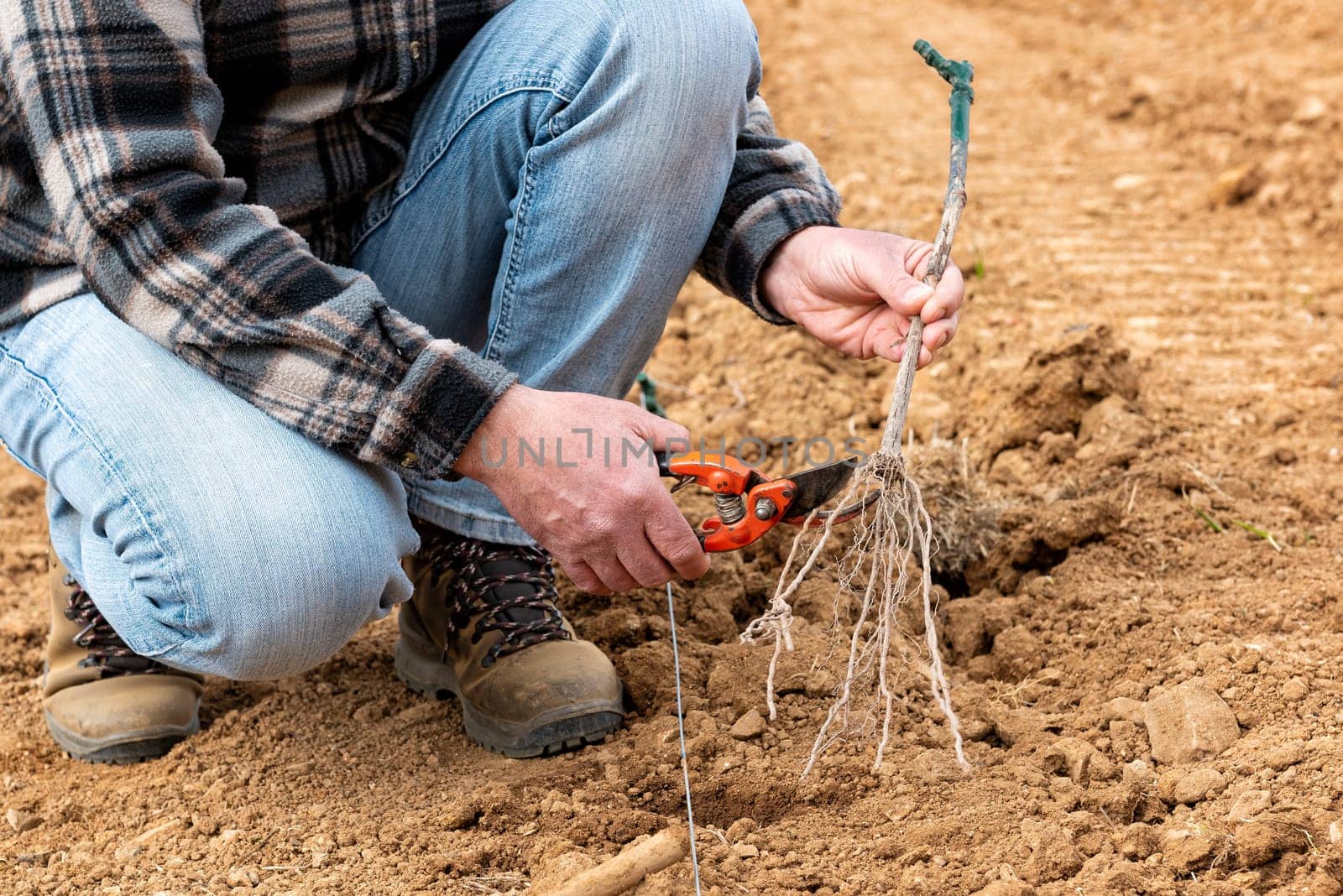 Farmer in the new vineyard prepares and plants the new vine seedlings in the ground. Agricultural industry, winery.