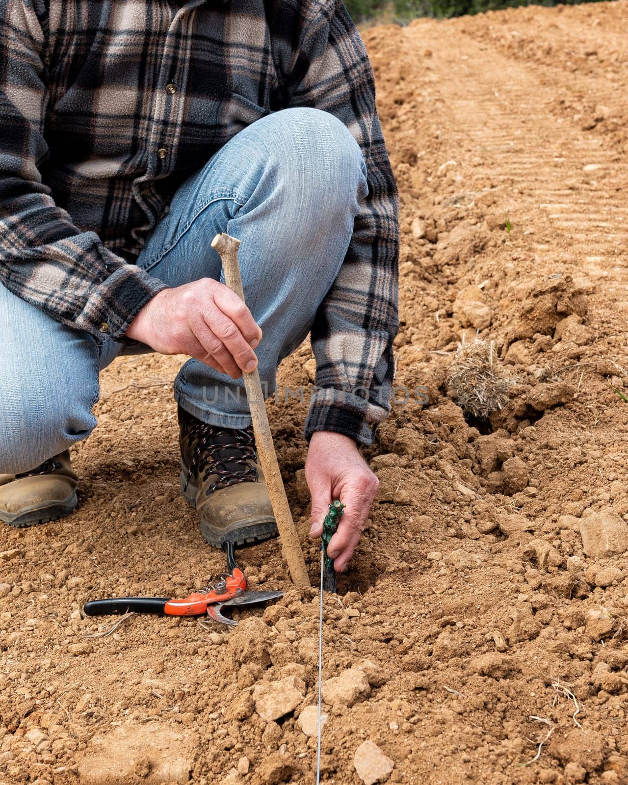 Farmer in the new vineyard prepares and plants the new vine seedlings in the ground. Agricultural industry, winery.