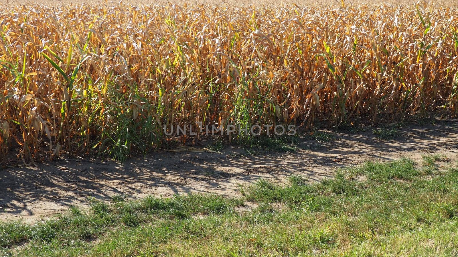 Sugar maize, also maize Zea may, an annual herbaceous cultivated plant, the only cultivated representative of the genus Zea maize of the Poaceae Cereals family. Cornfield. Harvest in autumn