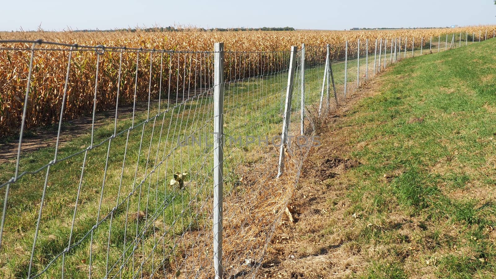 Sugar maize, maize Zea may, annual herbaceous cultivated plant, the only cultivated representative of the genus Zea maize of the Poaceae Cereals family. A cornfield. Harvest in autumn. Metal fencing.