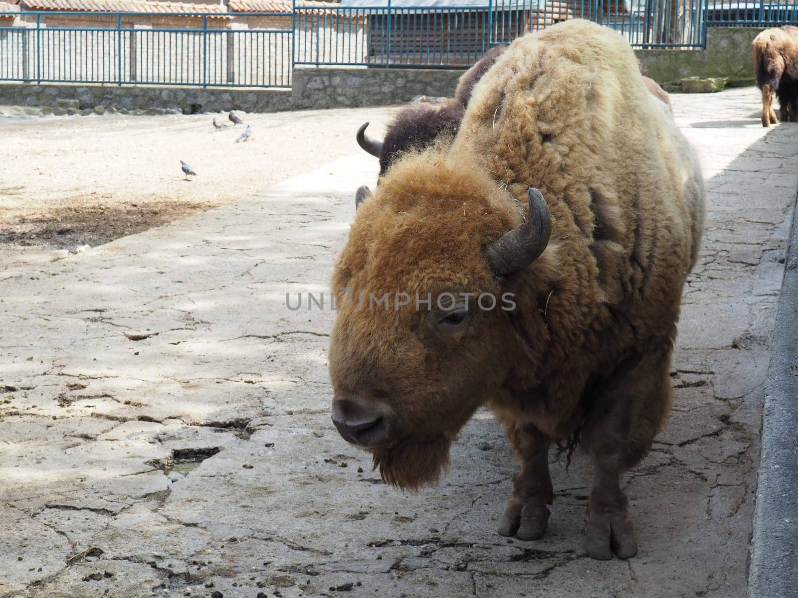 Bison, or American bison, is a species of cloven-hoofed mammals from the tribe of bulls of the bovine family. Bison breathes, blinks and wiggles his ears.