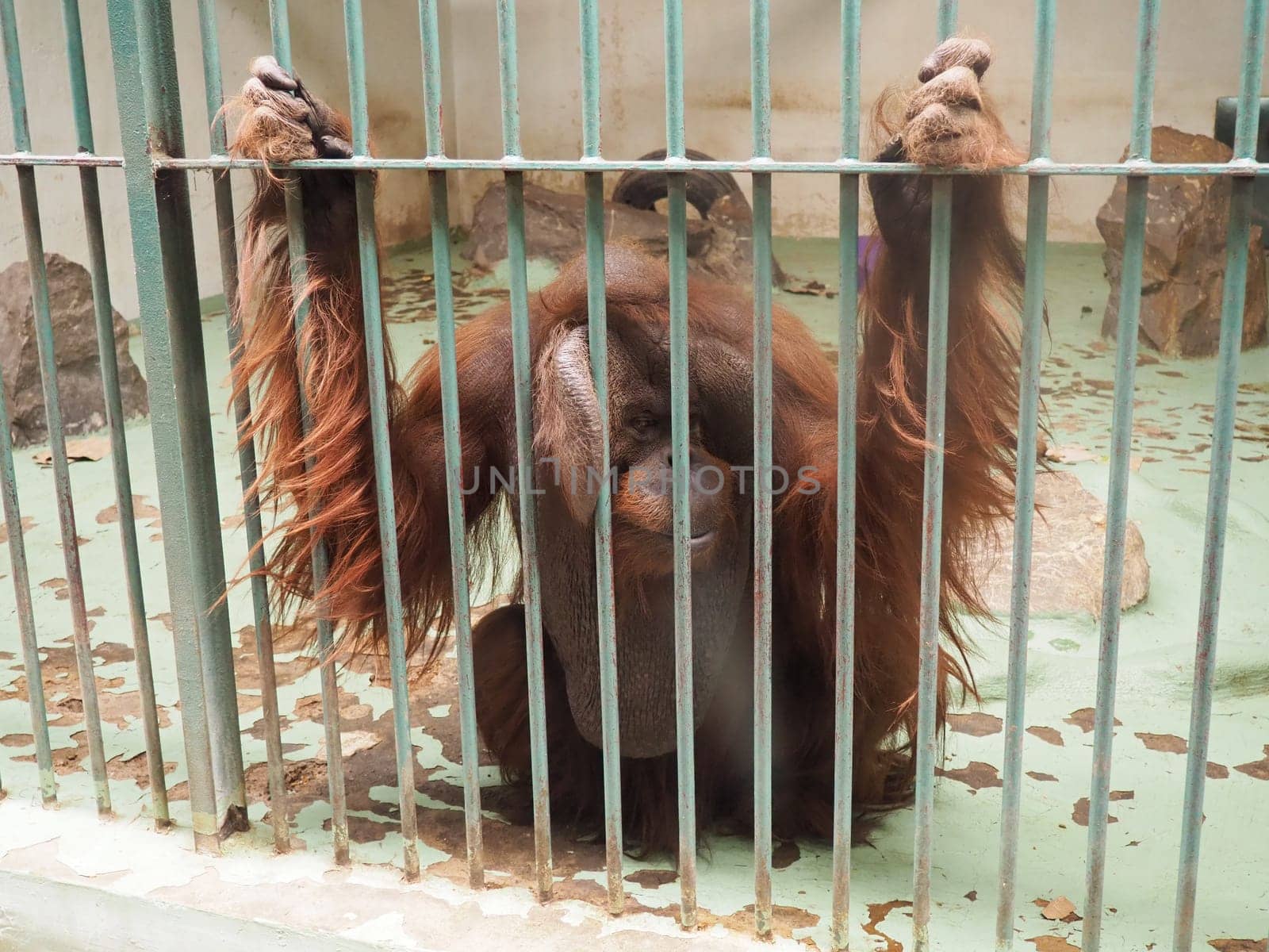 A very sad orangutan behind bars. A monkey with red hair sits and yearns. Orangutans, orangutan is a forest man, Pongo is a genus of arboreal monkeys, one of the closest to humans in DNA homology