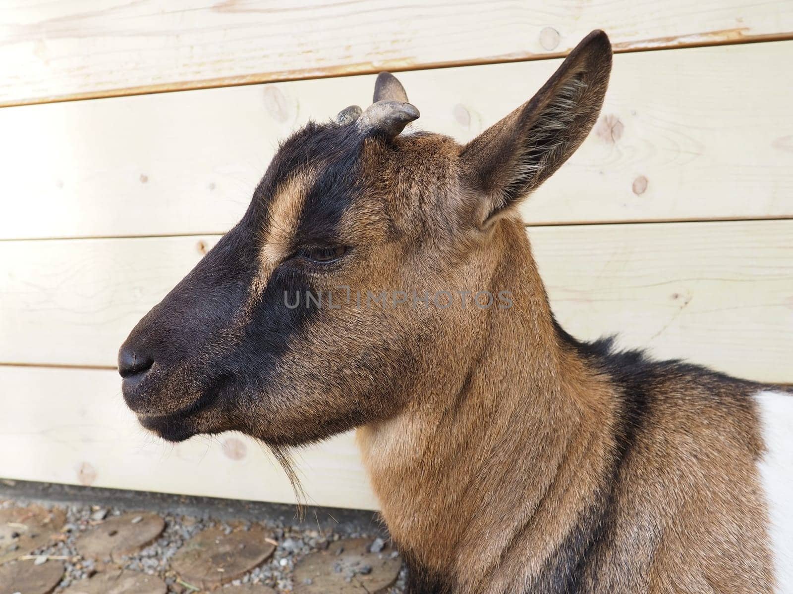 a brown goat with white spots, small horns and half-closed eyes. Zoo animal.