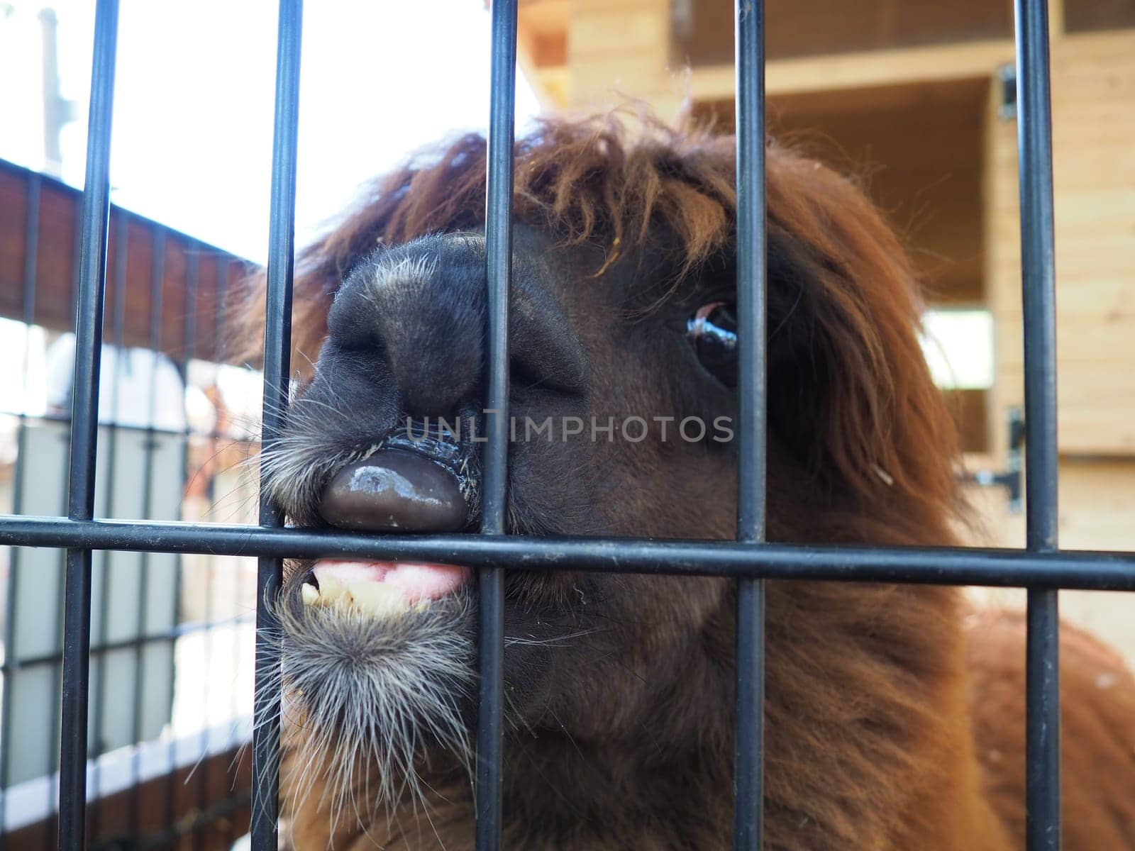 Alpaca, alpac Vicugna pacos is a domestic callous animal, descended from vicuna or vigoni. Animal with thick brown fur shows teeth and gnaws at the fence.