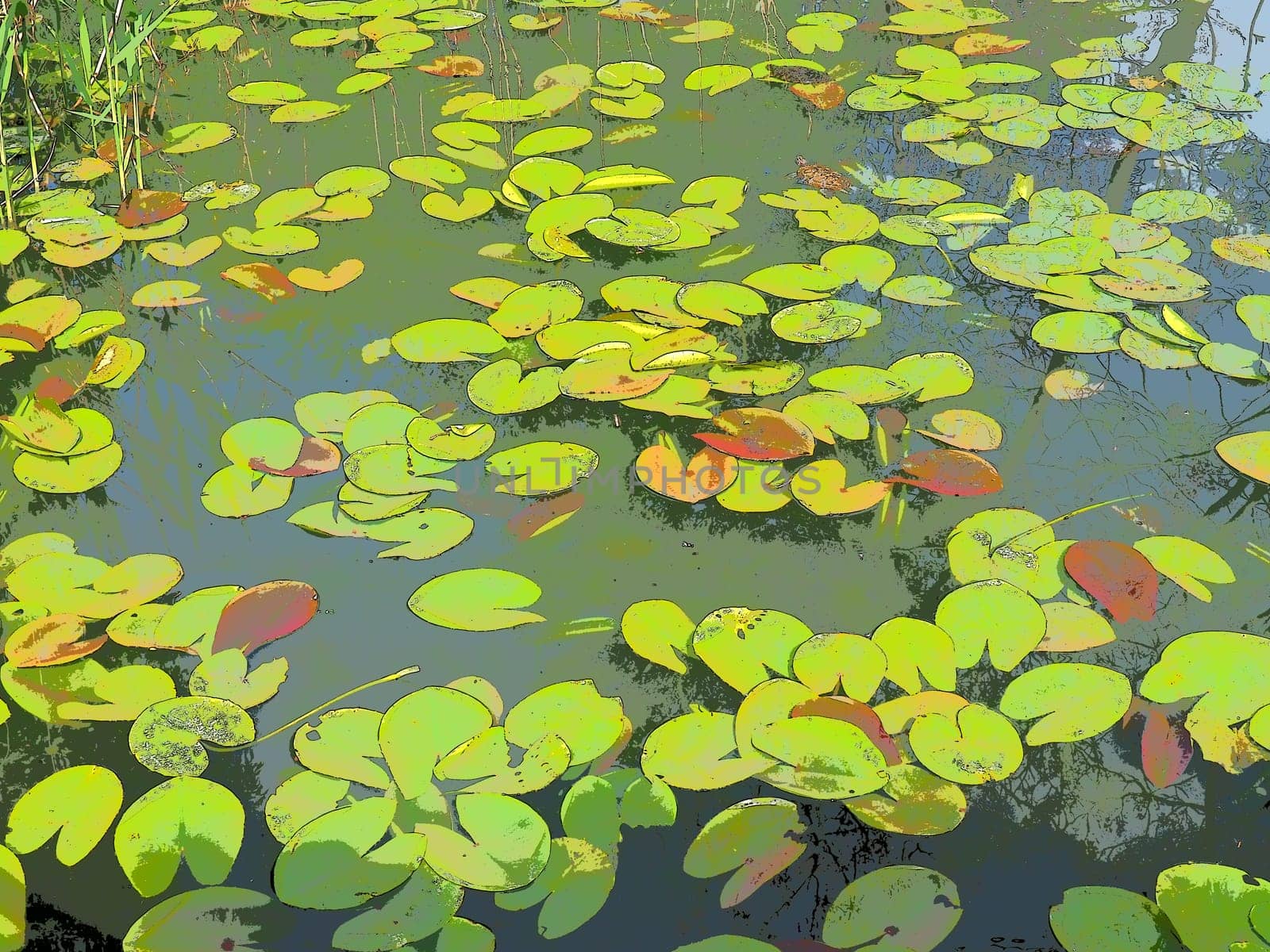 Water lily leaves, known as lily pads. Large cracked and yellow leaves of an aquatic plant on the surface of a pond or swamp. Water lily, or Nymphaean Nymphaeaceae - family of flowering plants.