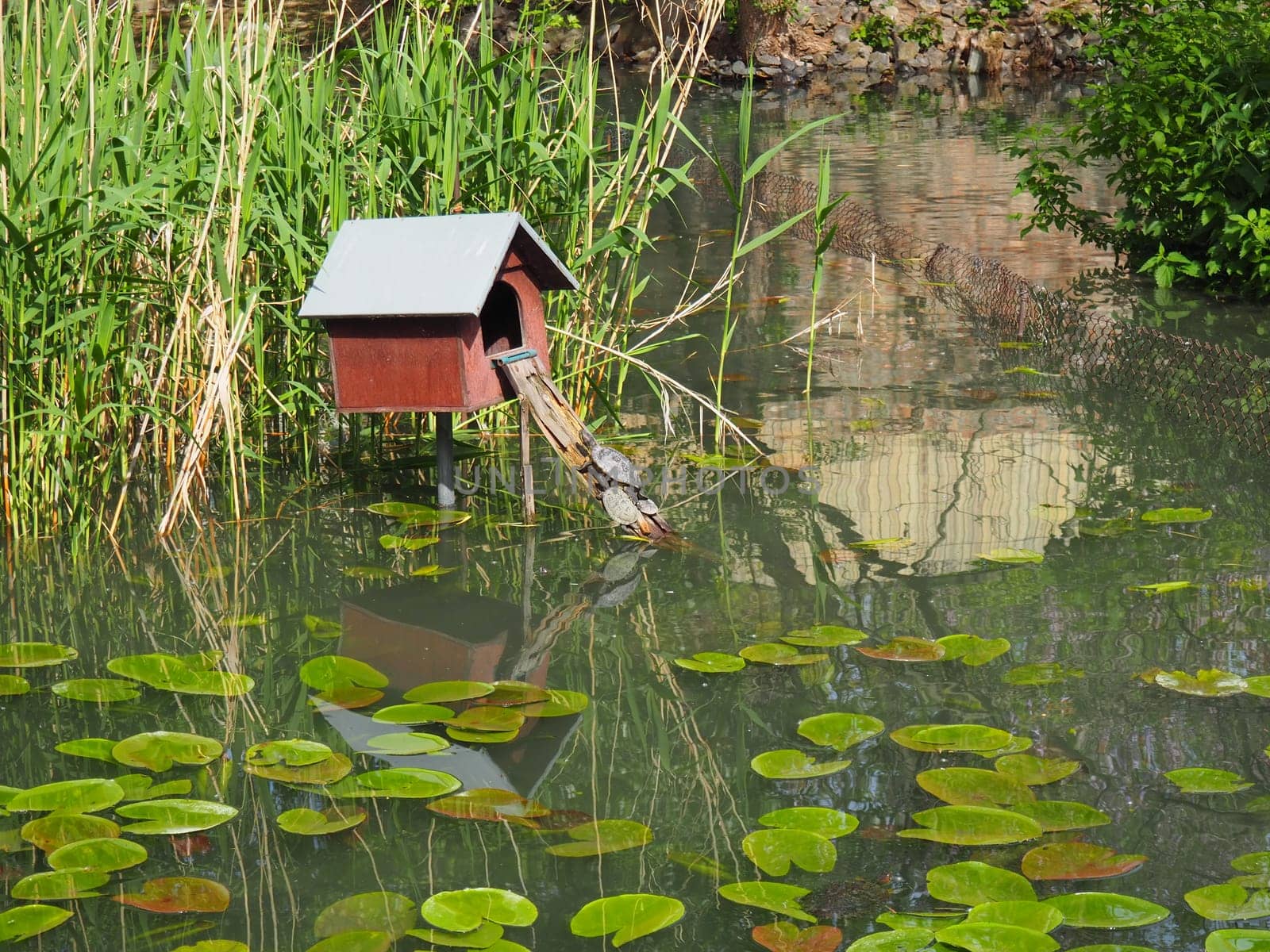 A red-eared turtle with turtles climbs into a wooden house. Pond with water lily leaves. Red-eared freshwater turtle is a subspecies of red-eared turtle from the family of freshwater turtles Emydidae.