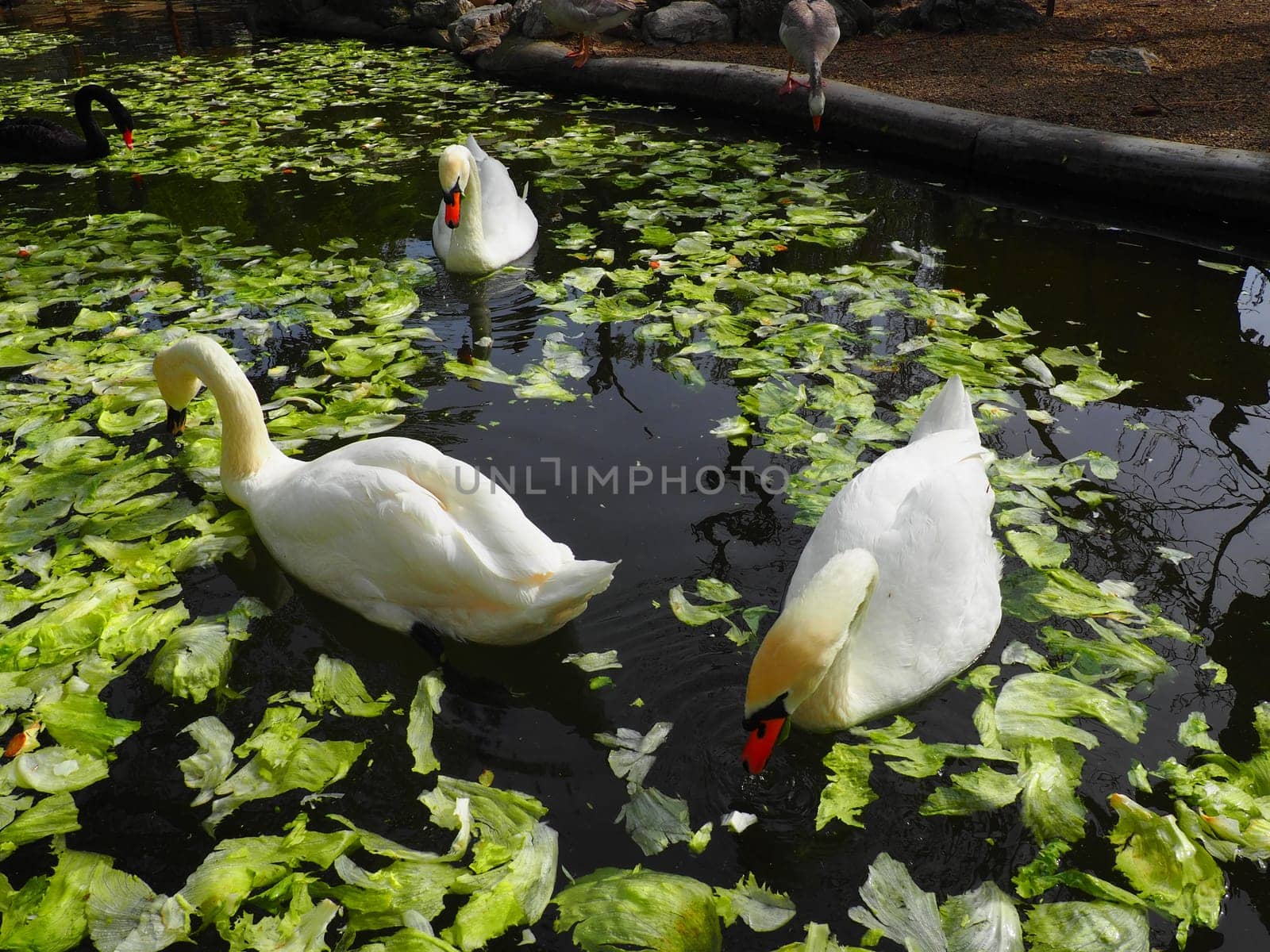 White swan in the water. white swans in a pond eating cabbage and green lettuce. Birds in the zoo