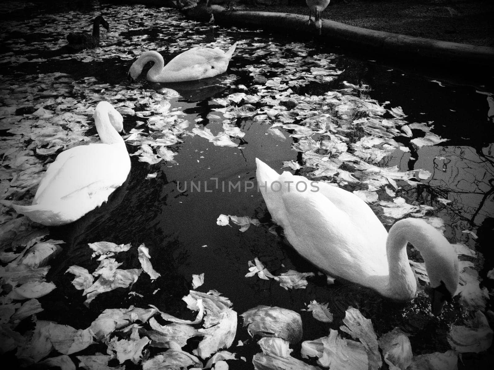 White swan in the water. white swans in a pond eating cabbage and green lettuce. Birds in the zoo