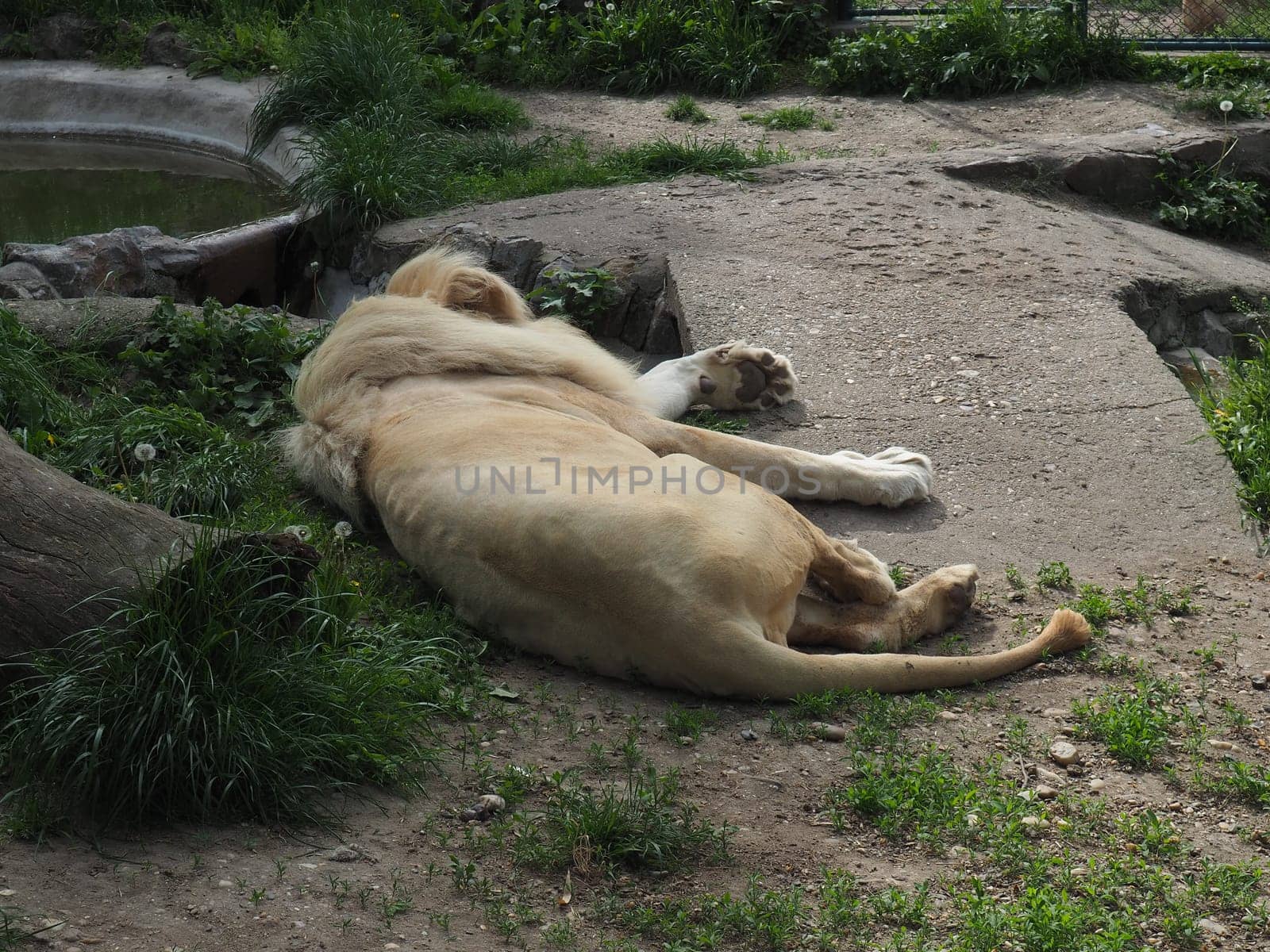 albino white lions rest in the zoo. Lion Panthera leo is a species of carnivorous mammals, one of representatives of the genus Panther, a subfamily of big cats Pantherinae in the feline family Felidae