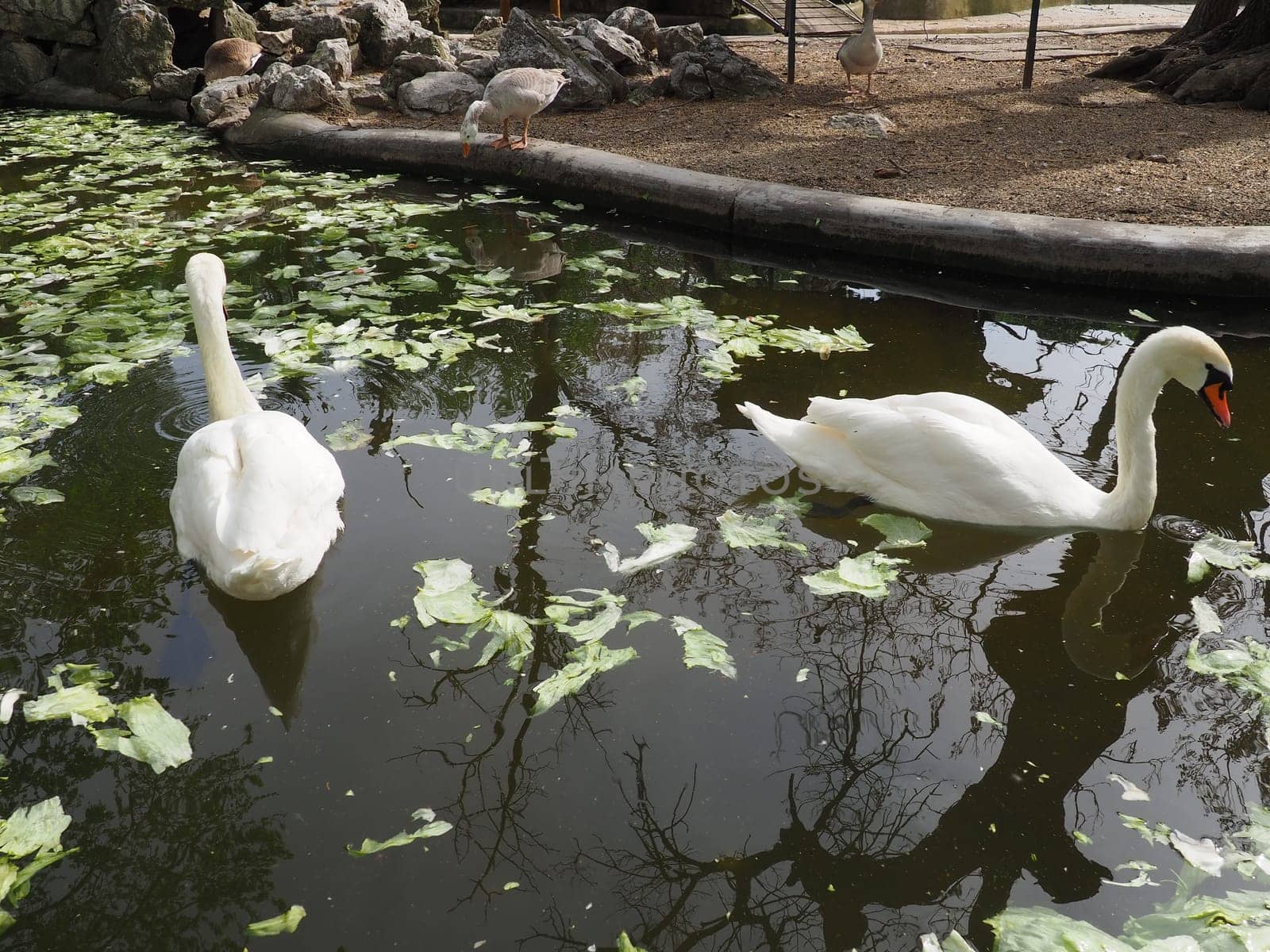 White swan in the water. white swans in a pond eating cabbage and green lettuce.