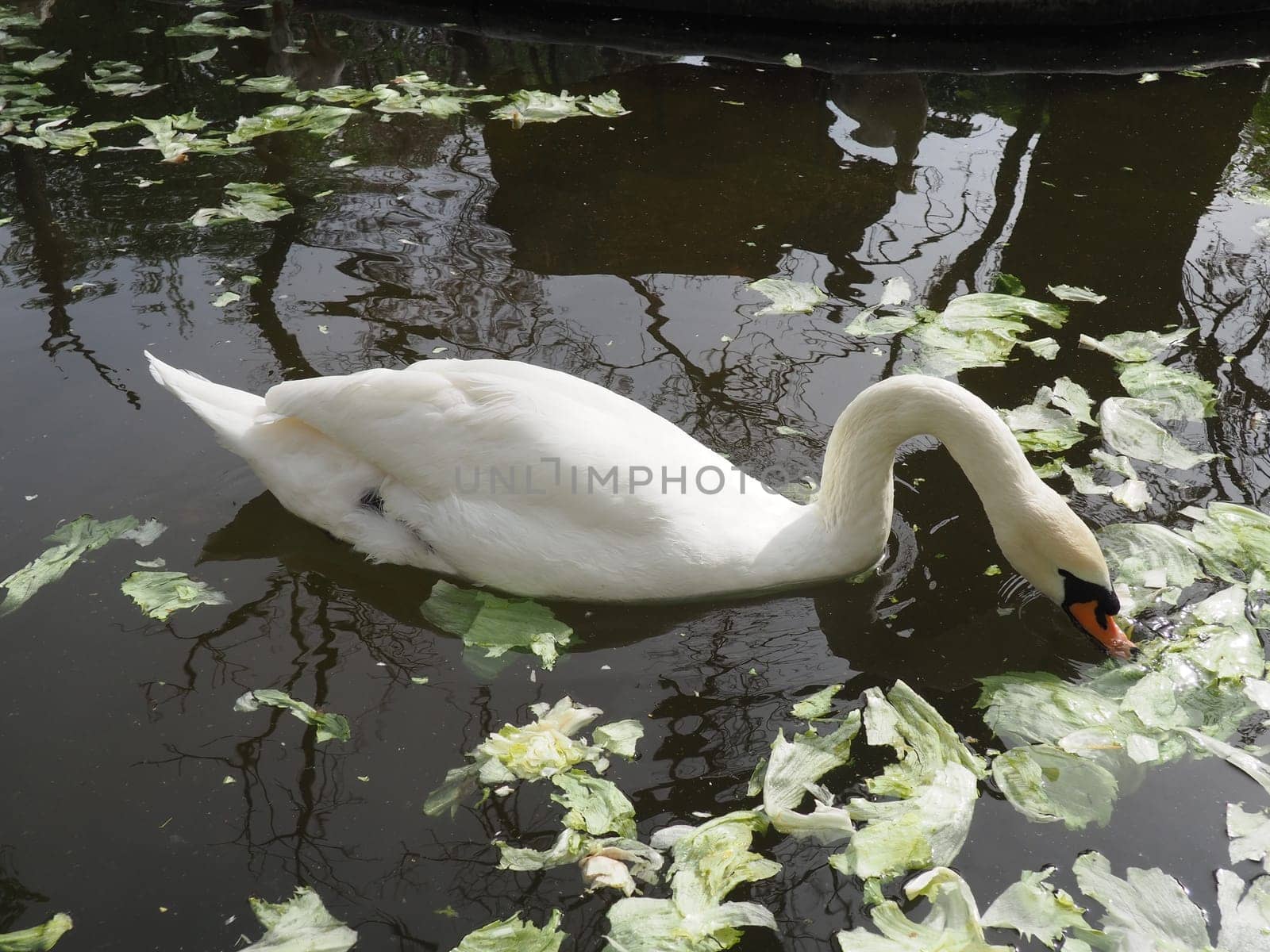 White swan in the water. white swans in a pond eating cabbage and green lettuce. Birds in the zoo