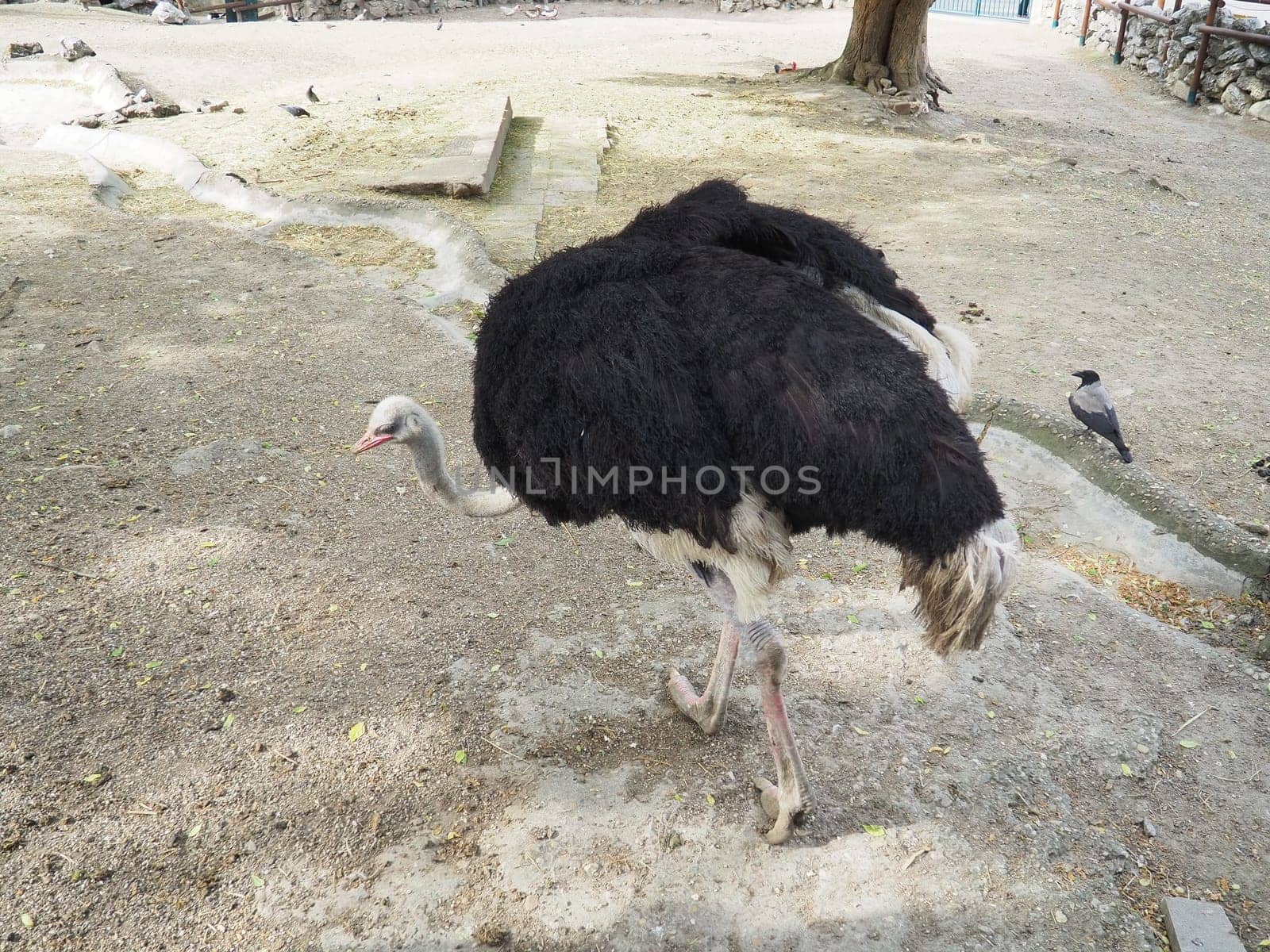 African Masai ostrich. An ostrich with black feathering on its wings and a gray neck is looking for something edible on the sand.