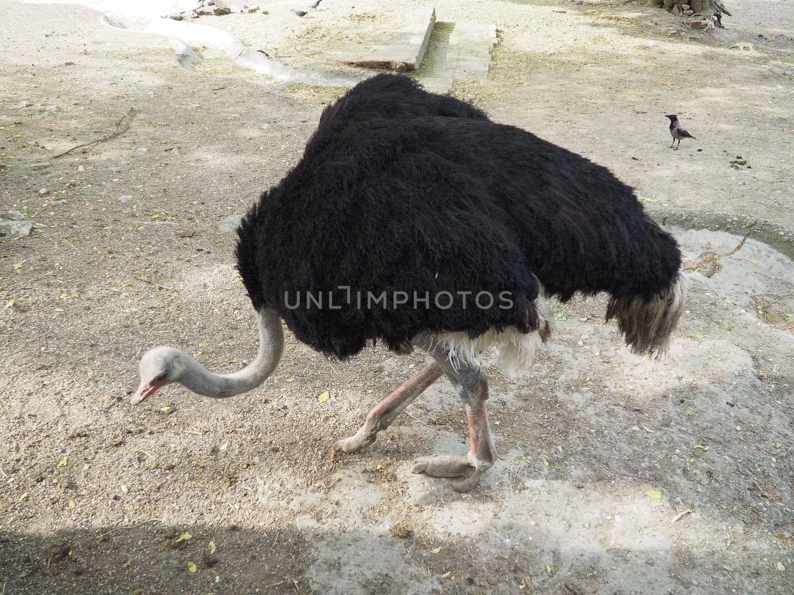 African Masai ostrich. An ostrich with black feathering on its wings and a gray neck is looking for something edible on the sand.