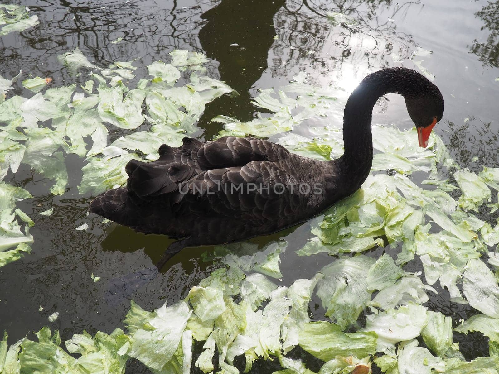 black swan in the pond eats cabbage and green salad leaves. Bird swan in the zoo.